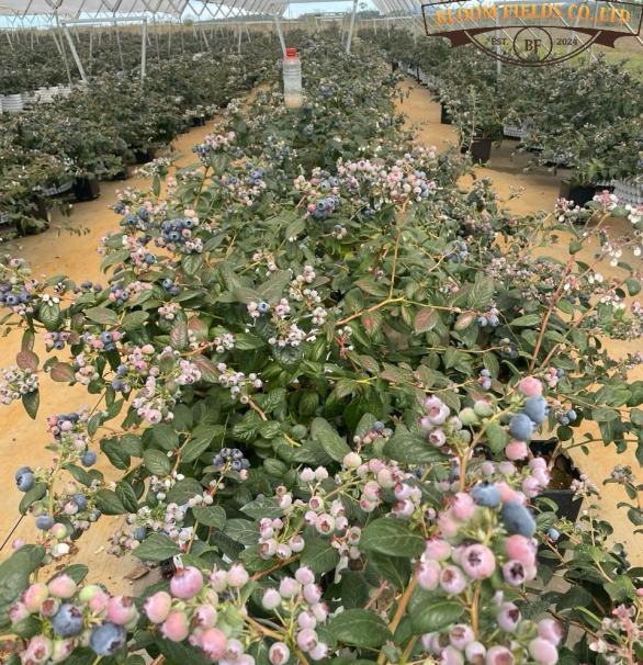 Premium Organic Blueberries